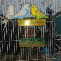 مرغ عشق