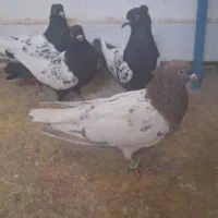 کبوتر رنگه ماده