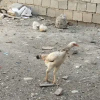 خروس مرغ لاری