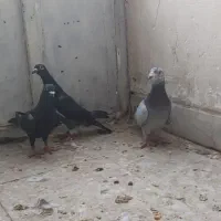 کفتر|پرنده|فسا, |دیوار