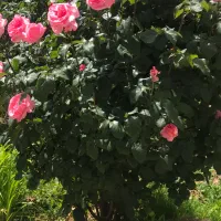 گل محمدی تازه و اعلا