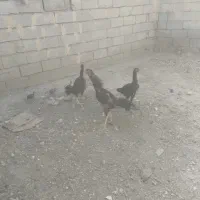 مرغ خروس جوجه.لاری