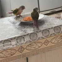 گرینچیک