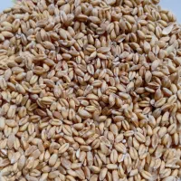 بذر گندم آبی پیشگام