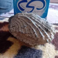 فسیل یاسنگواره تاریخی صدف پلمپ