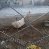 فروش غاز نر جوان بزرگ