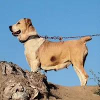 زانا ماده
