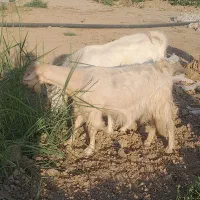 بز جوان عالی شکم اول بشرط دوقول ابستن