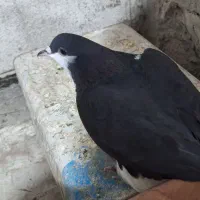 ساده سیاه مفت