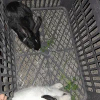 خرگوش|موش و خرگوش|بیکاه, |دیوار