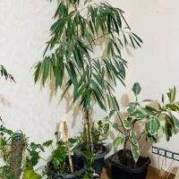 باند|سیستم صوتی خانگی|صومعهسرا, |دیوار