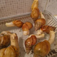 حلزون آپاچینا پرورشی