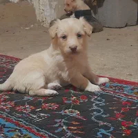 توله پاکوتاه پشمی