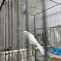 قناری سفید ماده