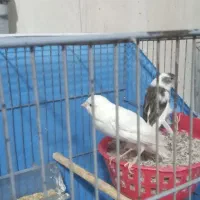 قناری بلند جفت مولد جوان