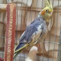عروس هلندی