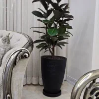 گل آپارتمانی