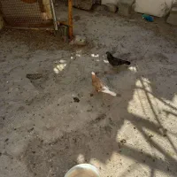 کفتر