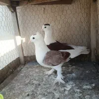 کفتر پشت و صید