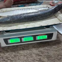 ماهی جنگو و شانک‌ سورتی یا کوپر .هامور