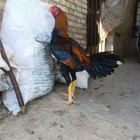 خروس وجوجه لاری