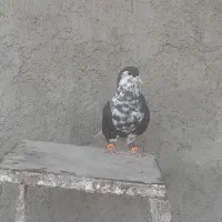 دو تا ساده