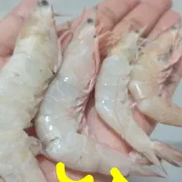 بهترین ماهی میگو بندر جنوب