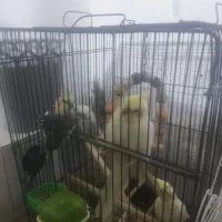 عروس هلندی جفت ، جوجه