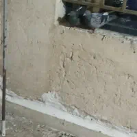 ۴عدد کبوتر