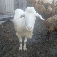 نر بز ، بز ، سانن، بزغاله