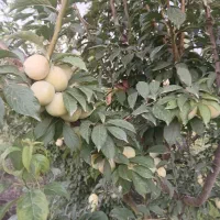 باعرض سلام
