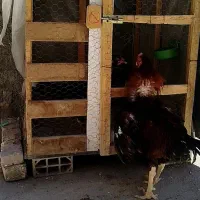 مرغ و خروس لاری