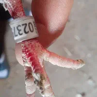 صید شده