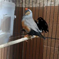 فنچ شارکول نر