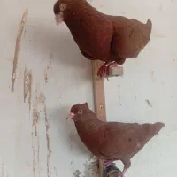 کفتر|پرنده|مشهد, کوشش|دیوار