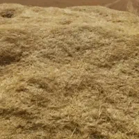 کاه گندم