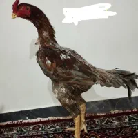 خروس لاری