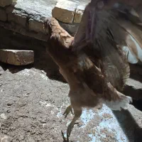 تعدادی قو غاز جوجه مرغ وبوقلمون محلی