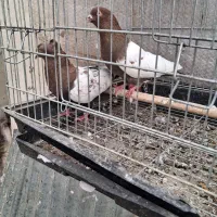 فروش کبوتر رنگی پرشی به شرط تخم و جوجه