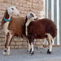 بره ماده بروجردی (  میش قوچ گاو گوسفند بز )