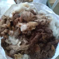 پشم گوسفند