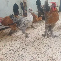 23تا جوجه دیلگونی 5ماهه