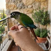 گیرینچیک بلک کاپ