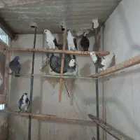کفتریاهو