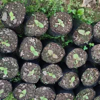 نهال کیوی بابذر خیاری
