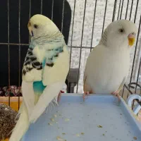 فروش مرغ عشق مولد