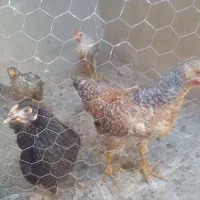 فروشی جوجه