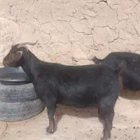 بز جوان فروشی