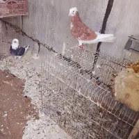 چند تا حیون خوب
