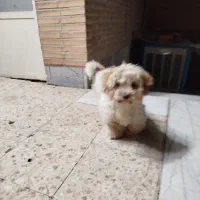 سگ شیتزو|سگ|یزد, |دیوار